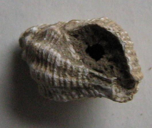 Ocenebra producta???